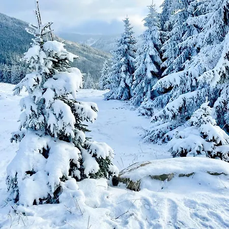 Lilly - Free Parking