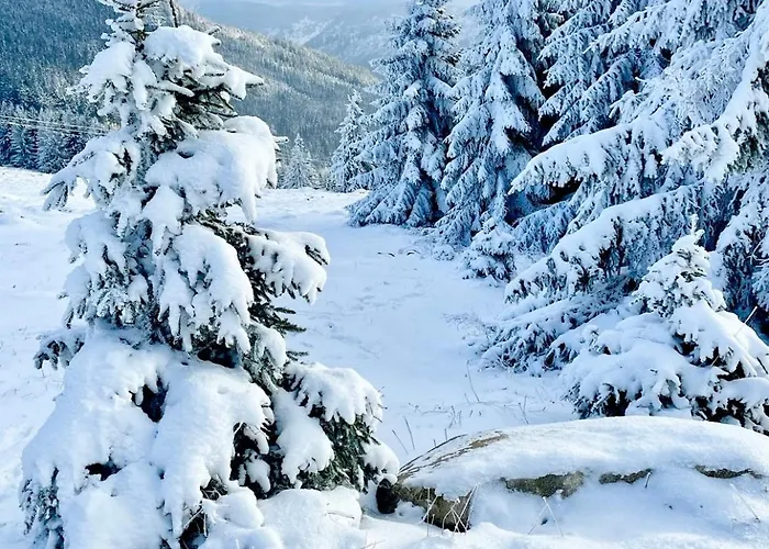 Lilly - Free Parking